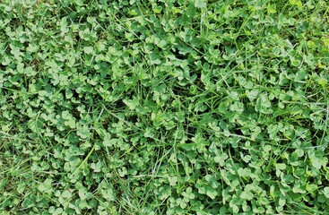 clover in a green meadow closeup