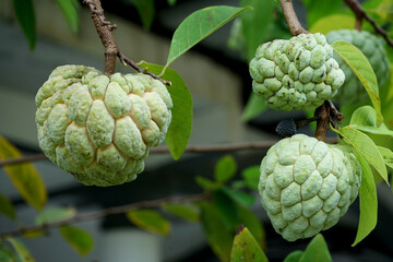SELECTIVE FOCUS Bright custard apple (sugar or candied apple) on the tree, in the garden in front of the house