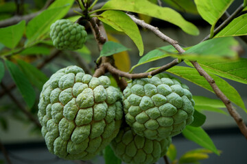 SELECTIVE FOCUS Bright custard apple (sugar or candied apple) on the tree, in the garden in front of the house