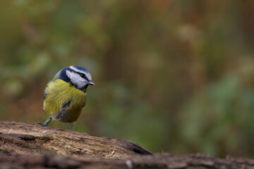 Shot of the cute Blue Tit bird with blurred background