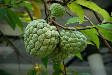 SELECTIVE FOCUS Bright custard apple (sugar or candied apple) on the tree, in the garden in front of the house