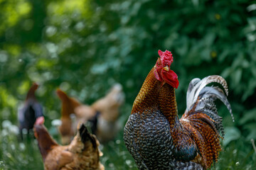 a beautiful rooster walks on a background of green grass. Maintenance and care of chickens on the...