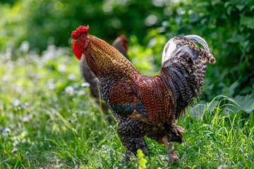 a beautiful rooster walks on a background of green grass. Maintenance and care of chickens on the farm 