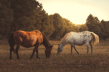 Two Greater Poland horses in a bright meadow, beautiful thoroughbred horses, horses in the pasture at sunset, brown horse and white horse