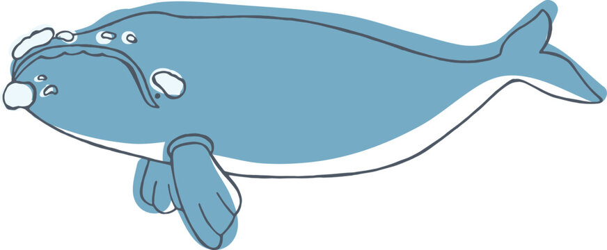 Southern Right Whale Hand Drawn Illustration  