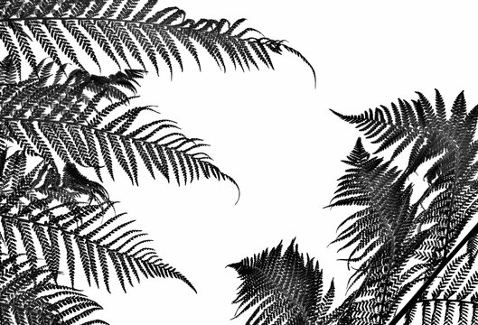 Gentle fern leaves against white background