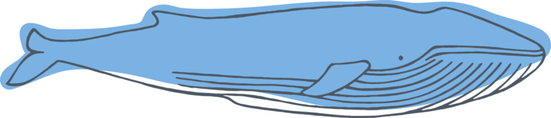 Blue Whale Sketch Hand Drawn Illustration © Good Studio