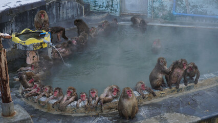 Japanese snow monkeys soaking in a hot spring