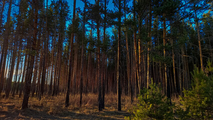 sunset in the forest