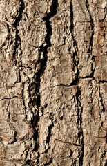 close up of a brown-gray tree bark of an oak tree
