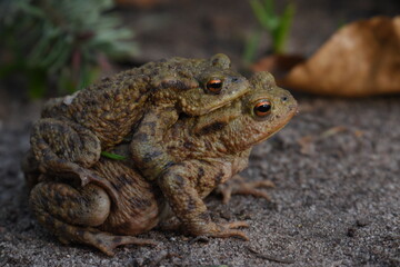 a pair of European common toads mating in the grass
