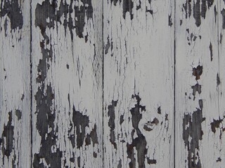 Peinture blanche écaillée sur de vieilles planches d'une porte ou barrière en bois