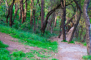 footpath in the woods
