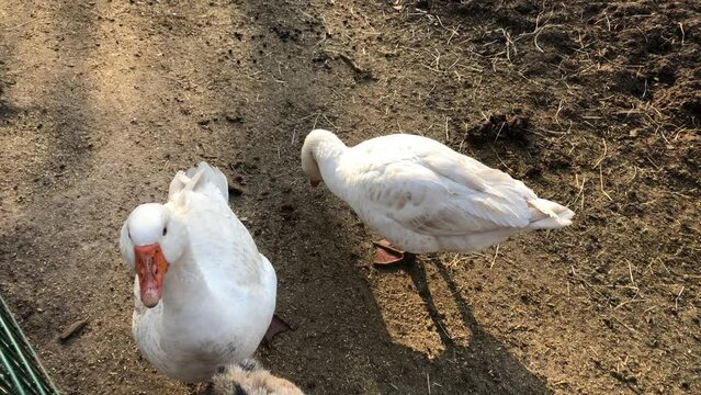 Wei&szlig;e G&auml;nse auf dem Bauernhof.