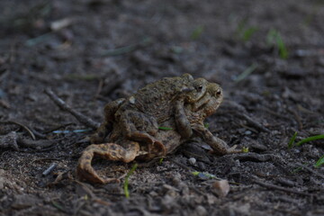 a pair of European common toads mating in the grass