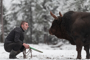 Fighter Bull whispers, A man who training a bull on a snowy winter day in a forest meadow and...