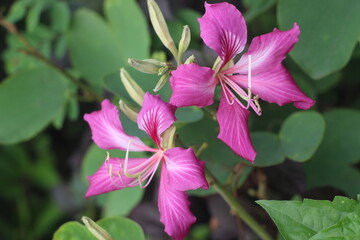 Closeup view of blooming bauhinia purpurea is a flowering plant with common names include orchid tree, purple bauhinia, camel's foot, butterfly tree and Hawaiian orchid tree