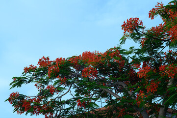 Photo shows an exotic Tahiti Poinciana flowers. It grows on Caribbean island.