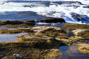 Famous Rhine Falls with rocks, spray and splashing water on a sunny spring day. Photo taken March 5th, 2022, Zurich, Switzerland.
