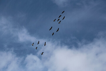 Zugvögel am Blauen Himmel im Frühling