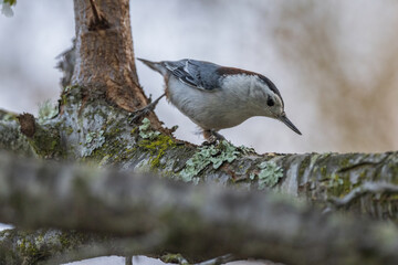 Closeup of the white-breasted nuthatch, Sitta carolinensis.