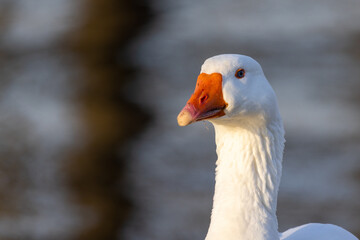 Portrait of beautiful white domestic goose. High quality photo