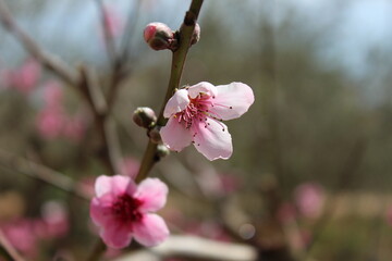 Almendro en flor durante la primavera