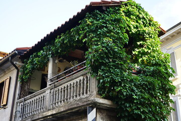 Balcony covered with ivy in Castelnuovo Garfagnana, Tuscany, Italy