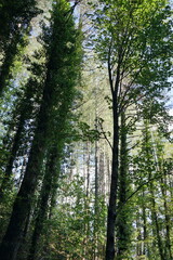 Trees in the woods around Castelnuovo Garfagnana, Tuscany, Italy