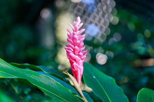 Selective Focus Shot Of Alpinia Plant