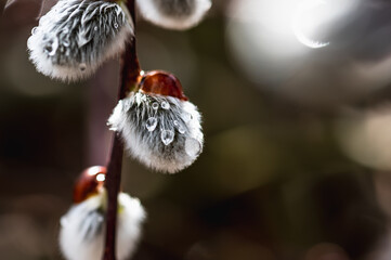 Raindrops on blooming willow buds.Macro.Selective focus.