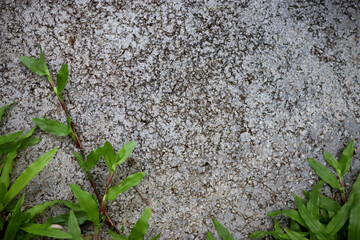 cement texture on grass green fresh background With Space For Text.
