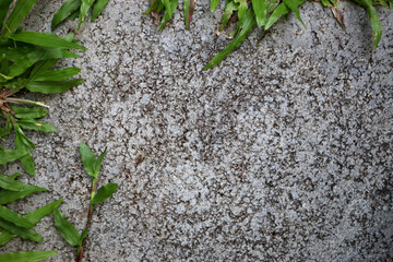 Grunge concrete wall with the foreground of green grass. The natural background, presentation background concept.