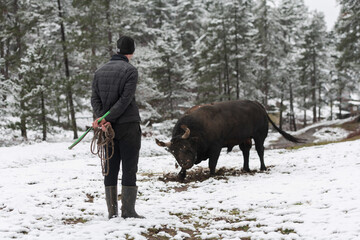 Fighter Bull whispers, A man who training a bull on a snowy winter day in a forest meadow and...