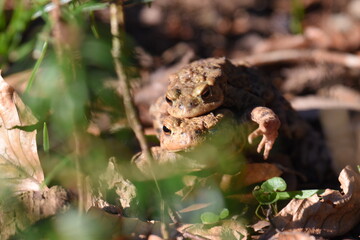 a pair of European common toads mating in the grass