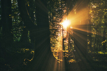 the setting sun shines through the trees in the forest