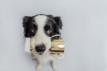 Cute puppy dog border collie holding gold champion trophy cup in mouth isolated on white background. Winner champion funny dog. Victory first place of competition. Winning or success concept.