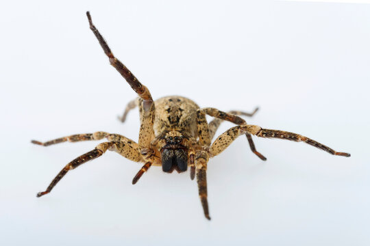 Wolfsspinne (Lycosidae)