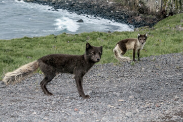Pribilof Islands Arctic Fox (Alopex lagopus pribilofensis) at St. George Island, Pribilof Islands, Alaska, USA