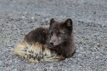 Pribilof Islands Arctic Fox (Alopex lagopus pribilofensis) at St. George Island, Pribilof Islands, Alaska, USA