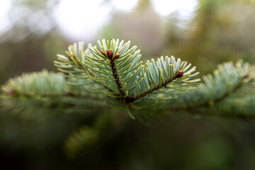 Closeup shot of the spruce tree branches on the blurry background © Henryk Niestrój/Wirestock Creators