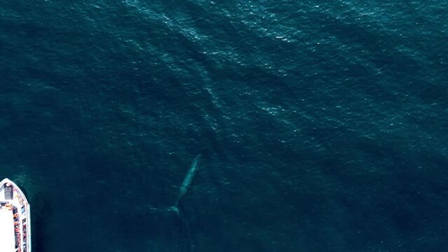 Rare Aerial Shot Of Big Whale Very Close To White Boat In Middle Of Blue Ocean, Sri Lanka