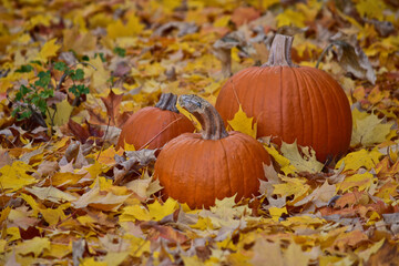 Beautiful view of pumpkins on autumn yellow leaves