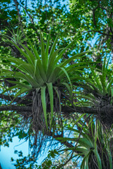 Epiphytes in wild tropics. Parasits plants on tree branch