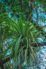 Plakat Epiphytes in wild tropics. Parasits plants on wood