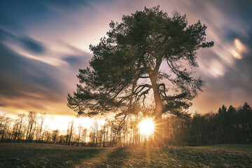 Lonely tree on meadow at sunset with sunrays and Cloudy Sky