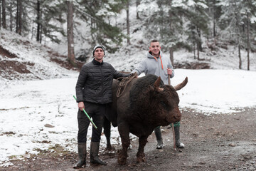 Fighter Bull whispers, A man who training a bull on a snowy winter day in a forest meadow and...