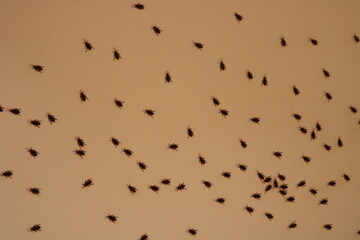 backgrounds, cockroaches on the wall