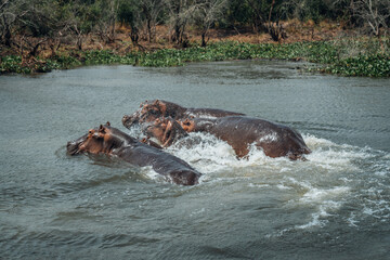Closeup of hippos swimming in water in Queen Elizabeth National Park, Uganda