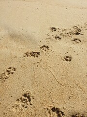 footprints in the sand